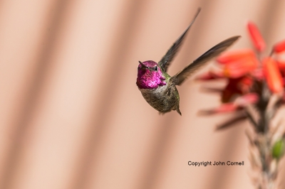 Annas-Hummingbird;Calypte-anna;Flying-Bird;Hummingbird;Photography;action;active